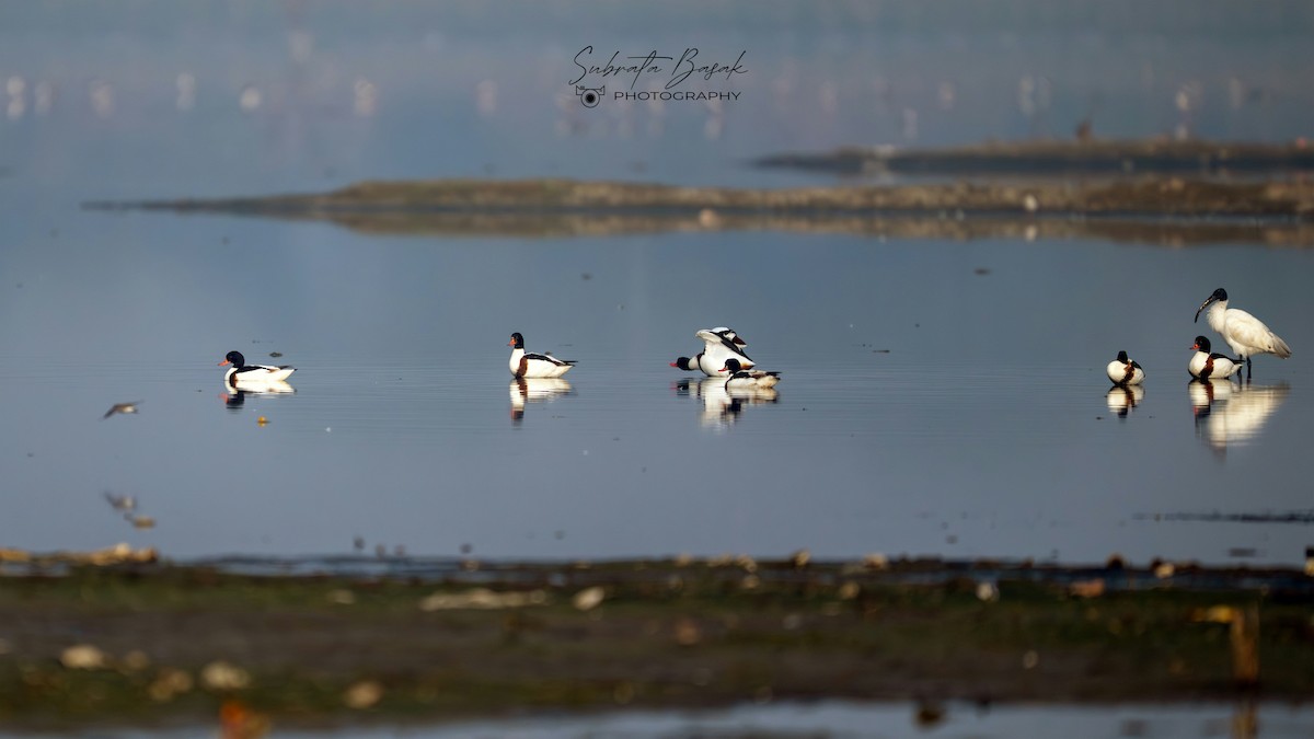 Brandgans - ML647882851