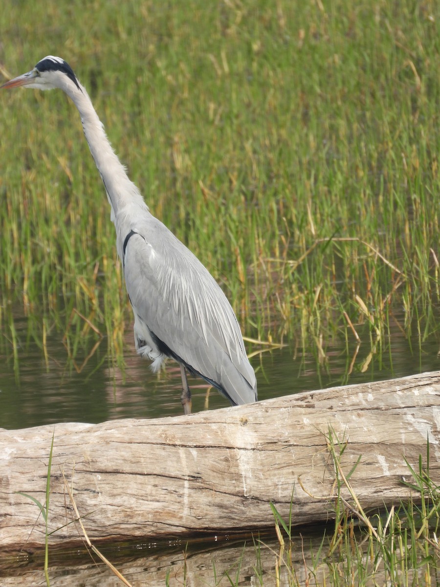 Graureiher - ML647882852