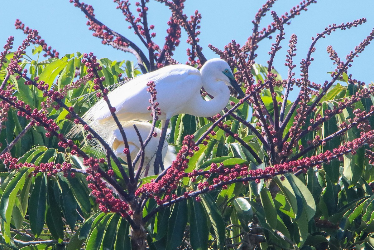 Silberreiher - ML647882853