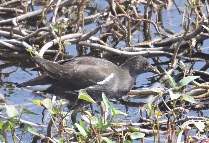 Teichhuhn - ML647882854