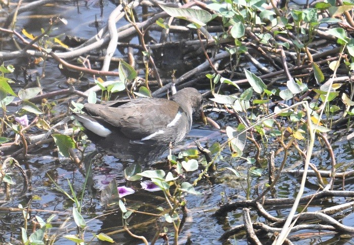 Teichhuhn - ML647882855