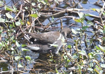 Teichhuhn - ML647882856