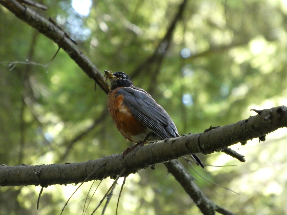 Wanderdrossel - ML647882859