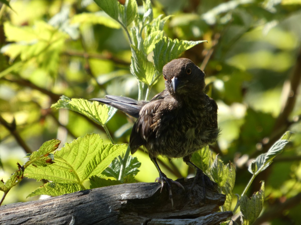 Spotted Towhee - ML647882864