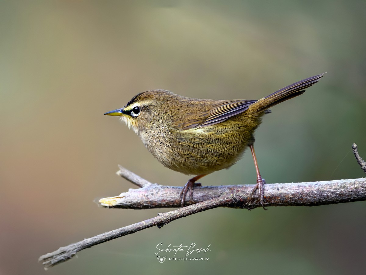 Brownish-flanked Bush Warbler - ML647882865