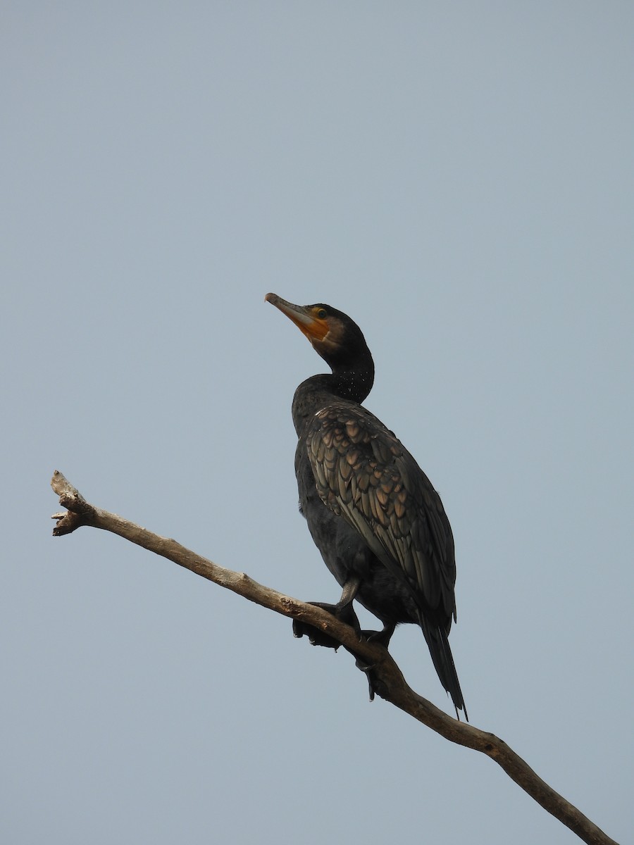 Great Cormorant - ML647882866