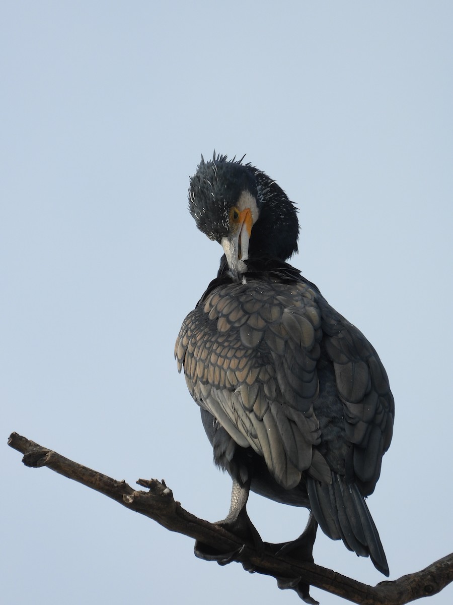 Great Cormorant - ML647882867