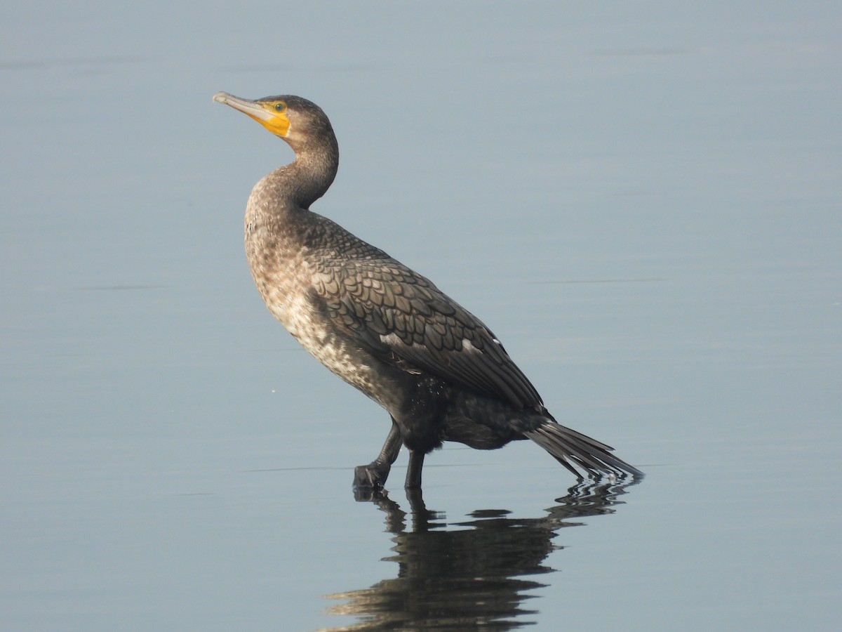 Great Cormorant - ML647882868