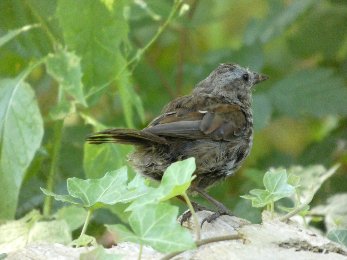 Song Sparrow - ML647882872