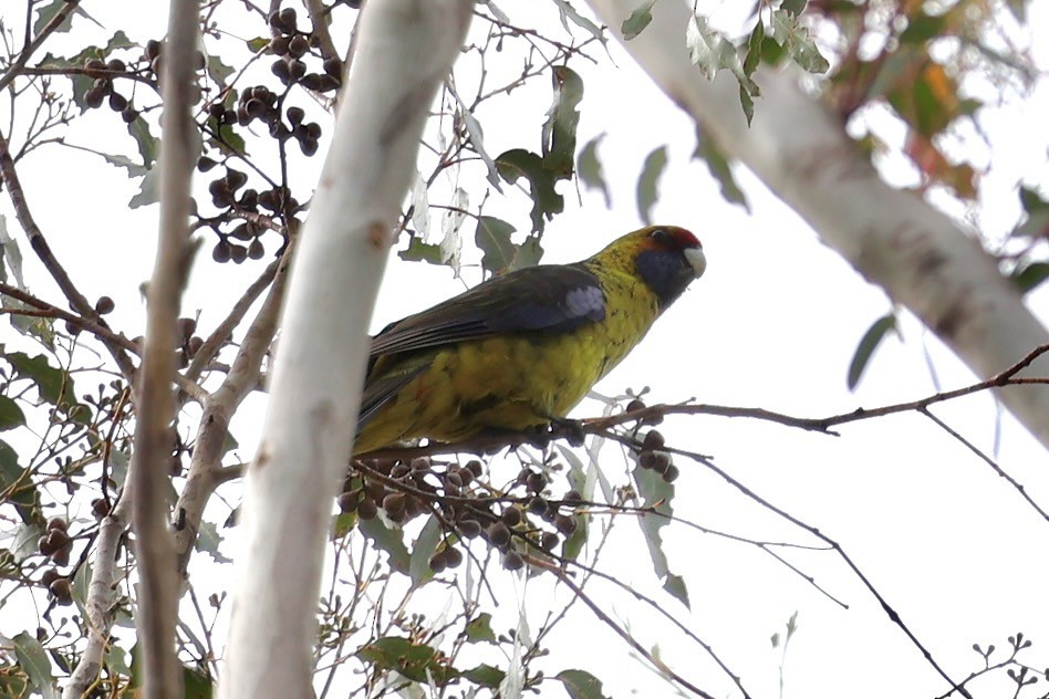 Green Rosella - ML647882873