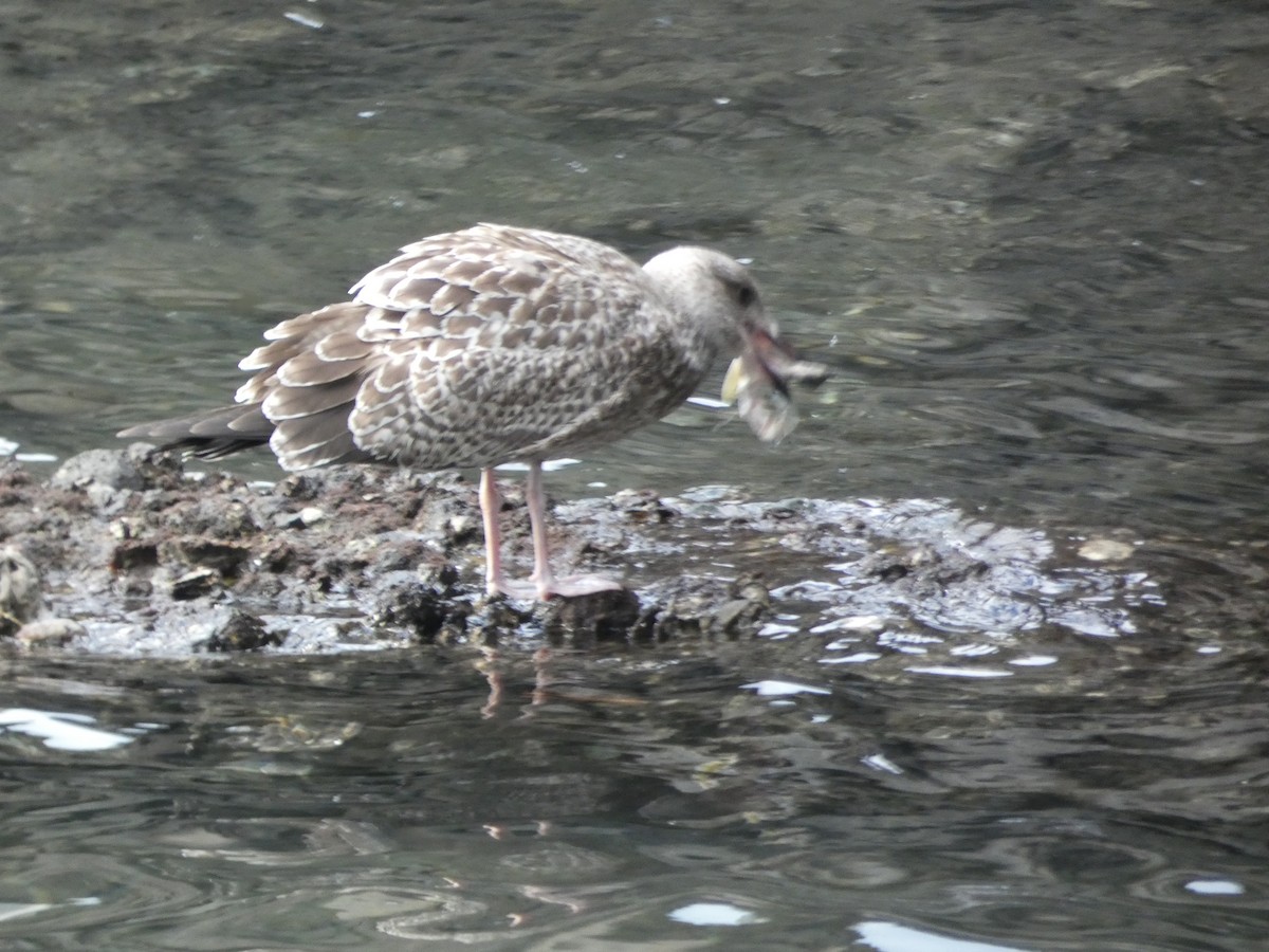 Slaty-backed Gull - ML647882874