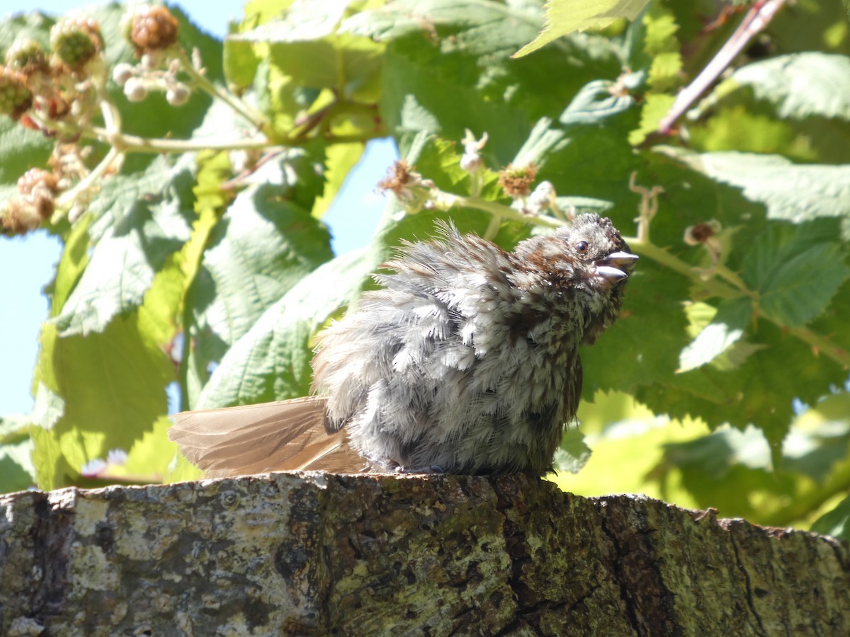Song Sparrow - ML647882875