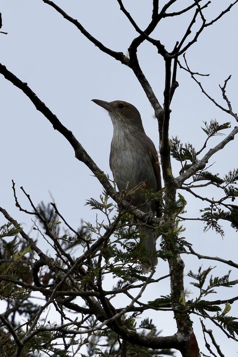 Gray Shrikethrush - ML647882876