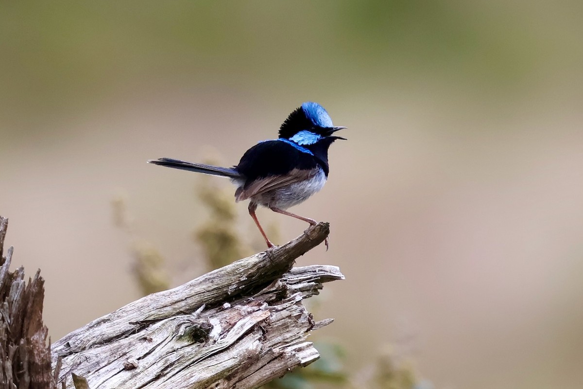 Superb Fairywren - ML647882877