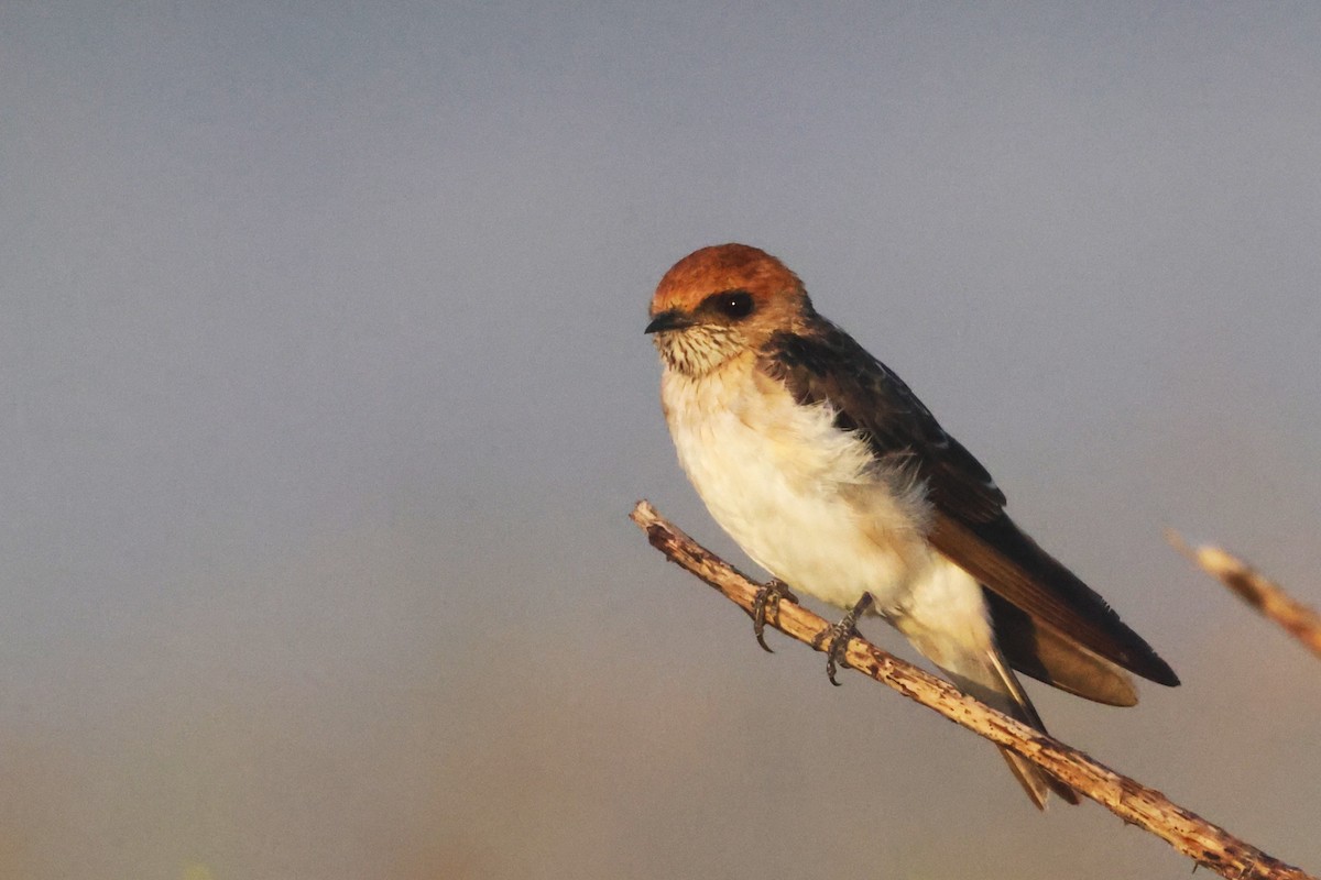 Fairy Martin - ML647882878