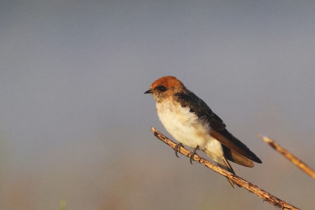 Fairy Martin - ML647882879