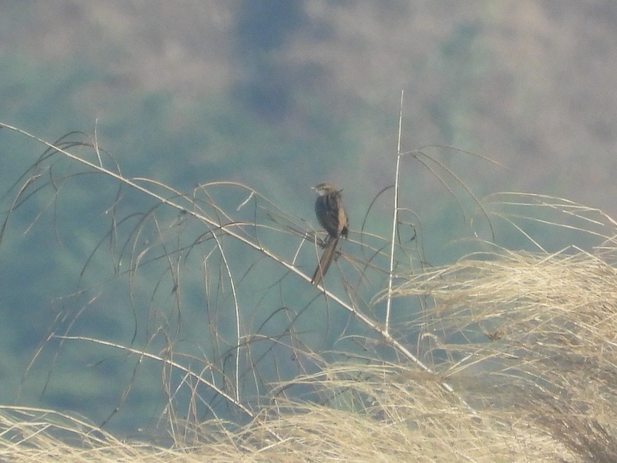 Striated Grassbird - ML647882880