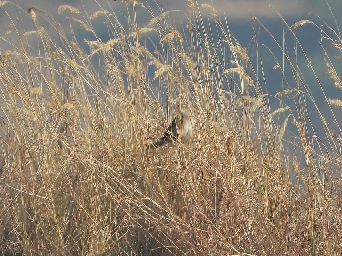 Striated Grassbird - ML647882881