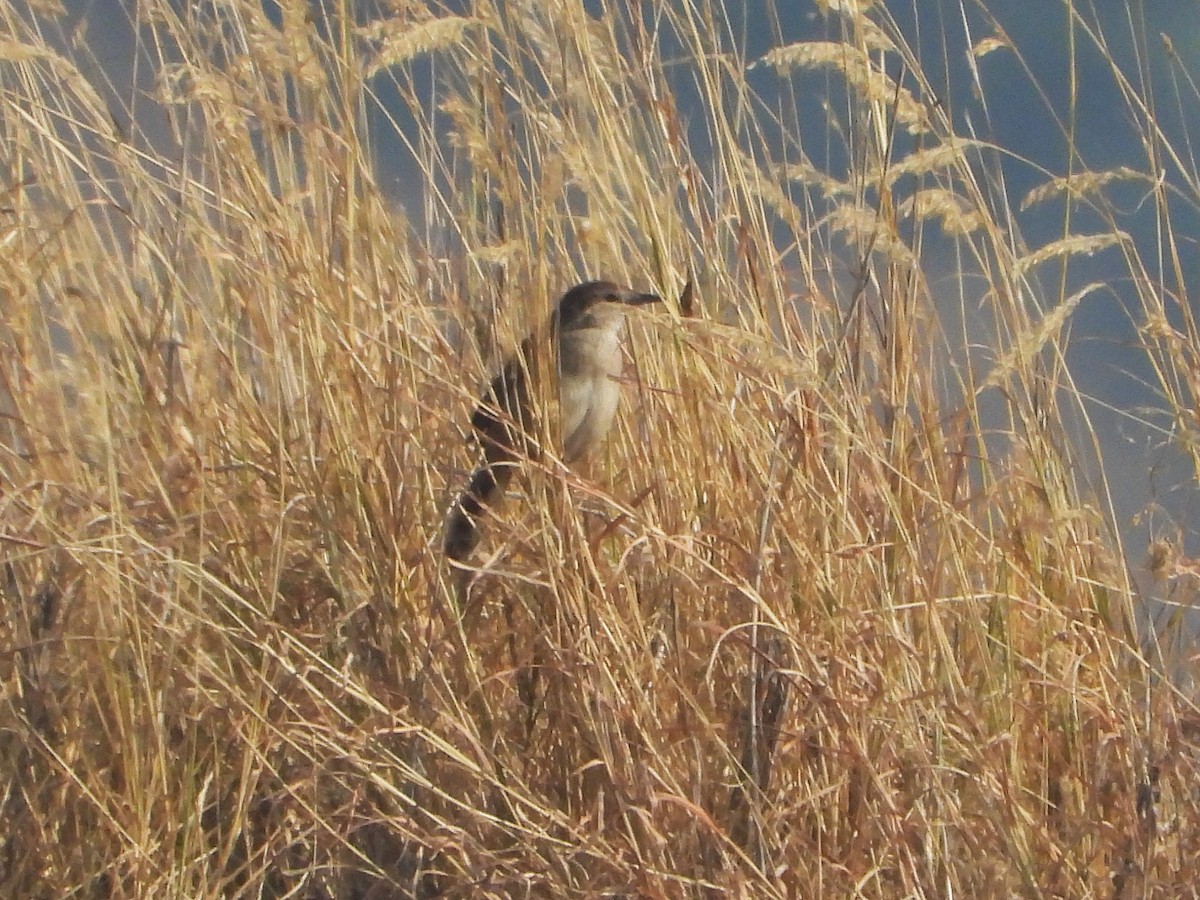 Striated Grassbird - ML647882882