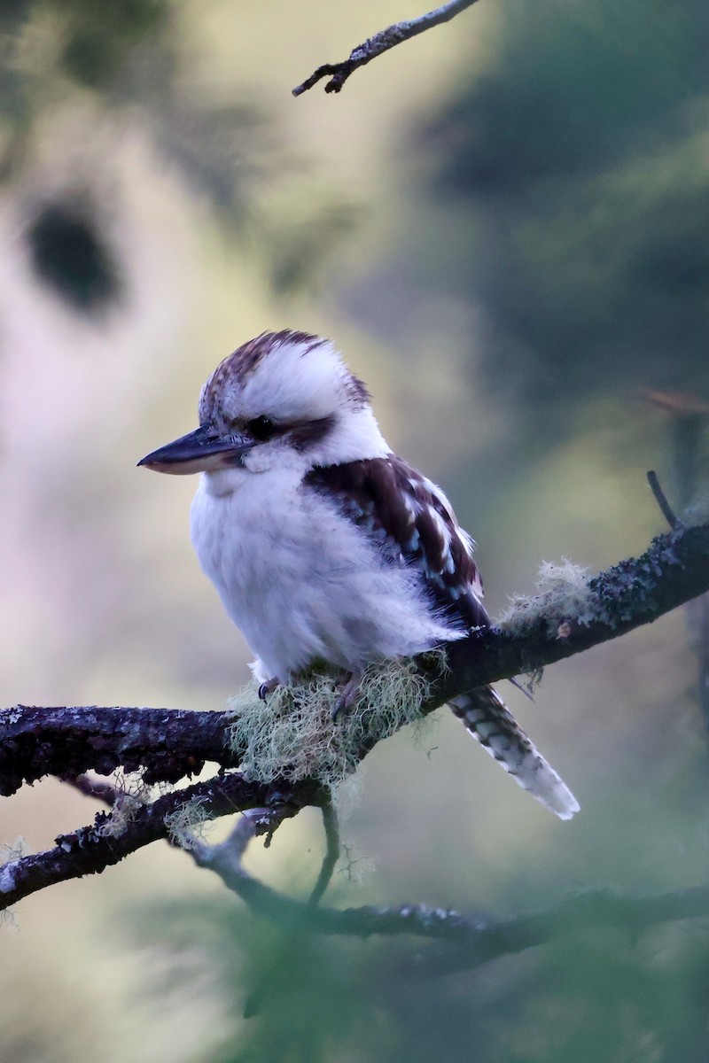 Laughing Kookaburra - ML647882883