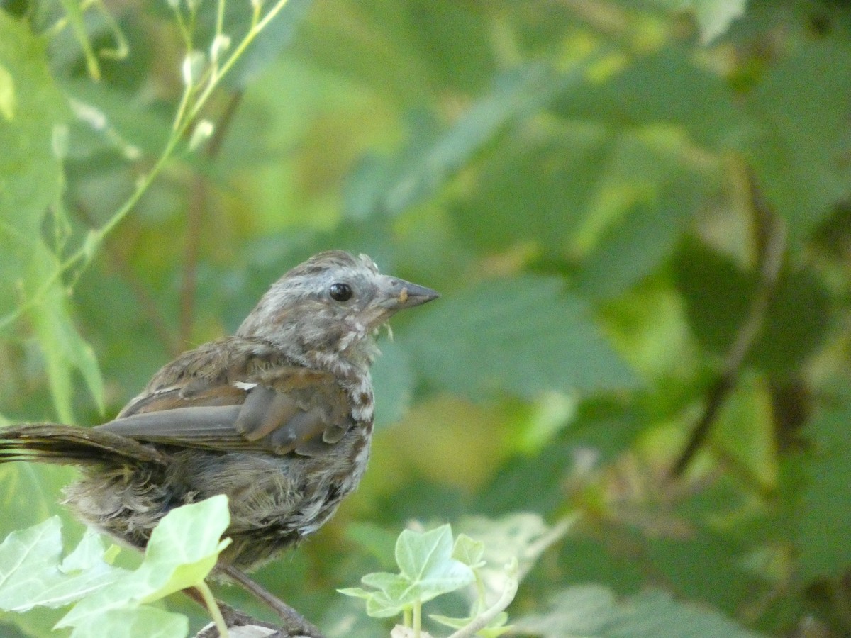 Song Sparrow - ML647882884