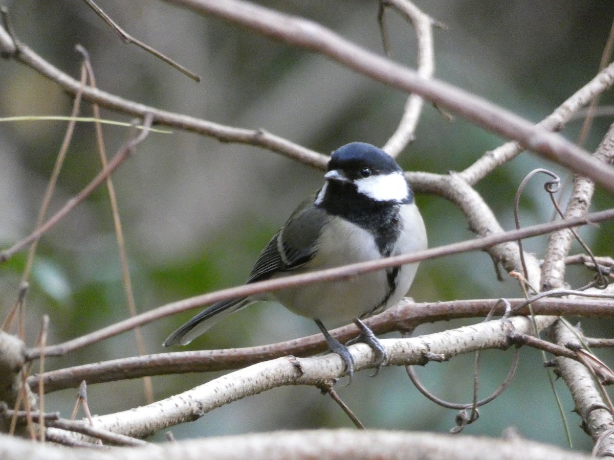 Asian Tit - ML647882885