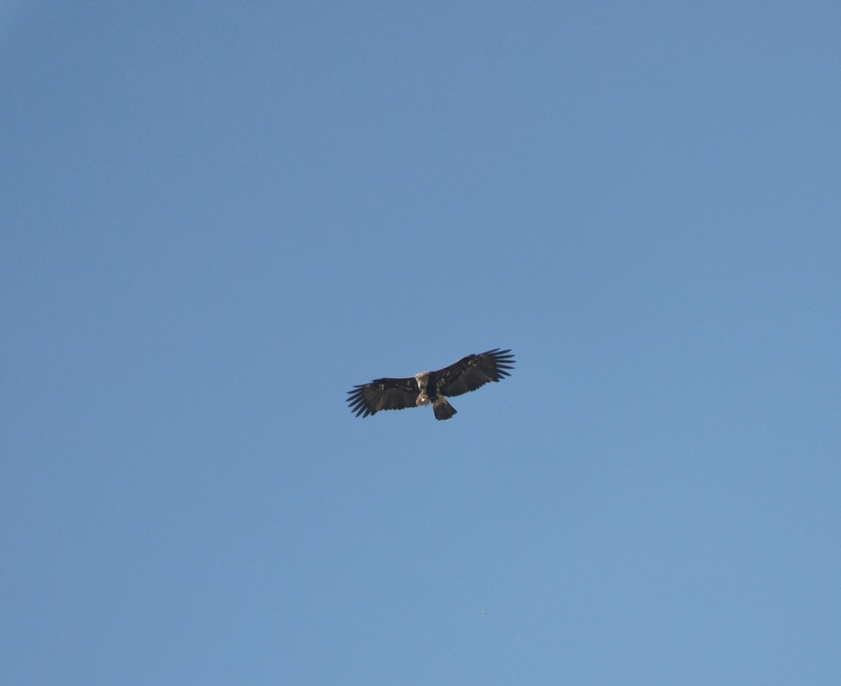 Imperial Eagle - ML647882887