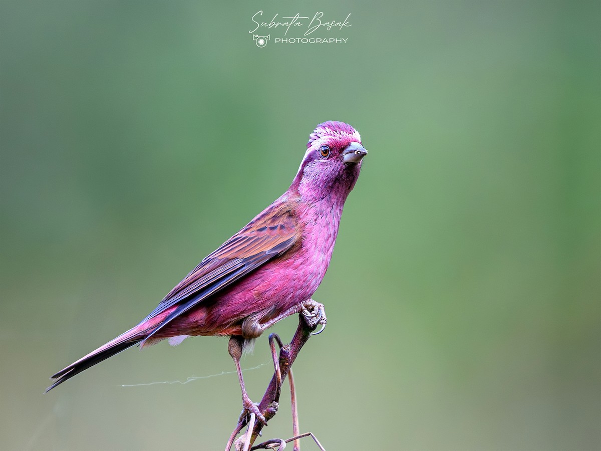 Pink-browed Rosefinch - ML647882889