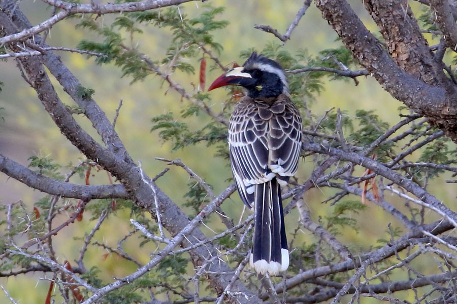 African Gray Hornbill - ML647882891