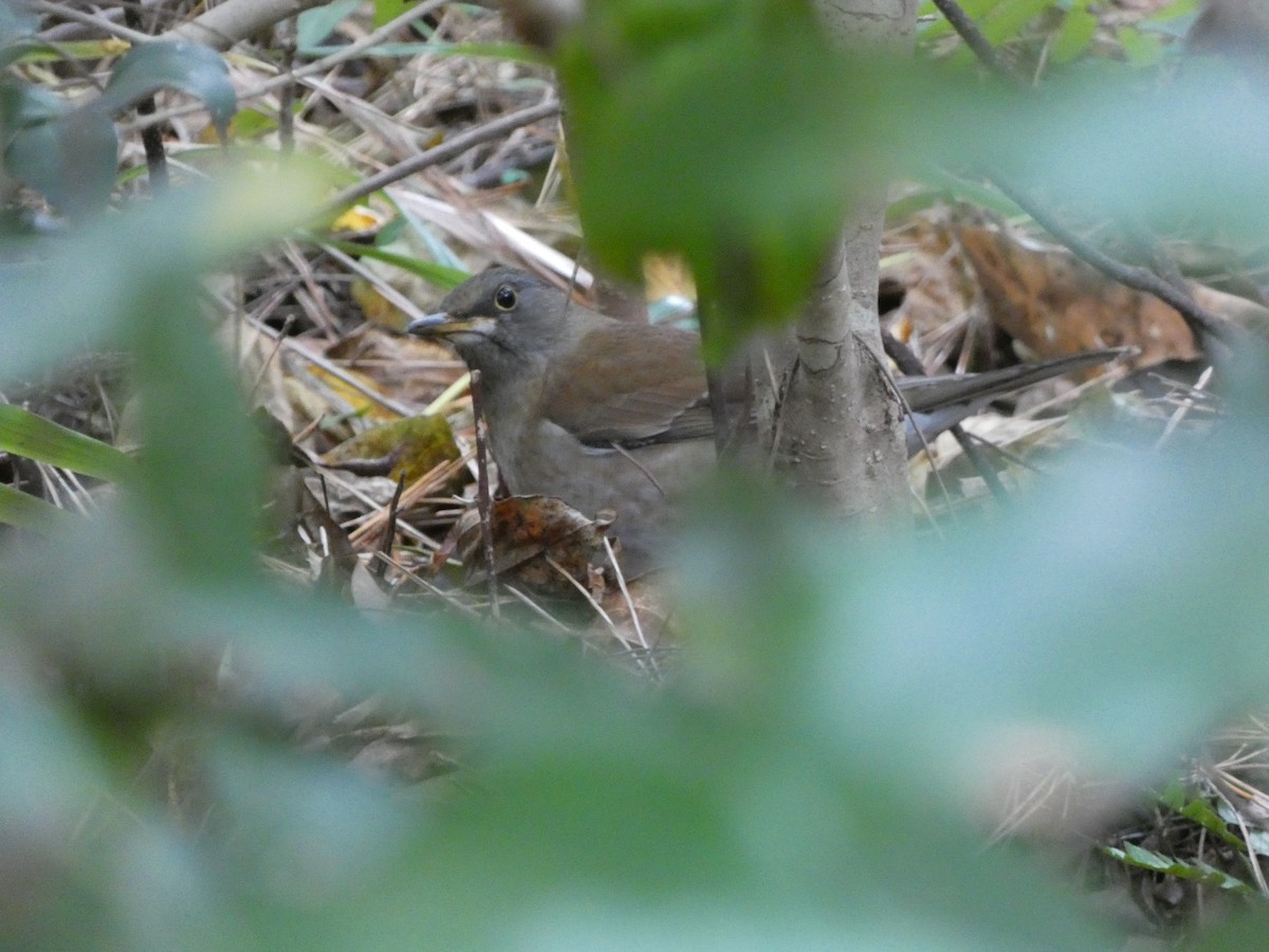 Pale Thrush - ML647882892