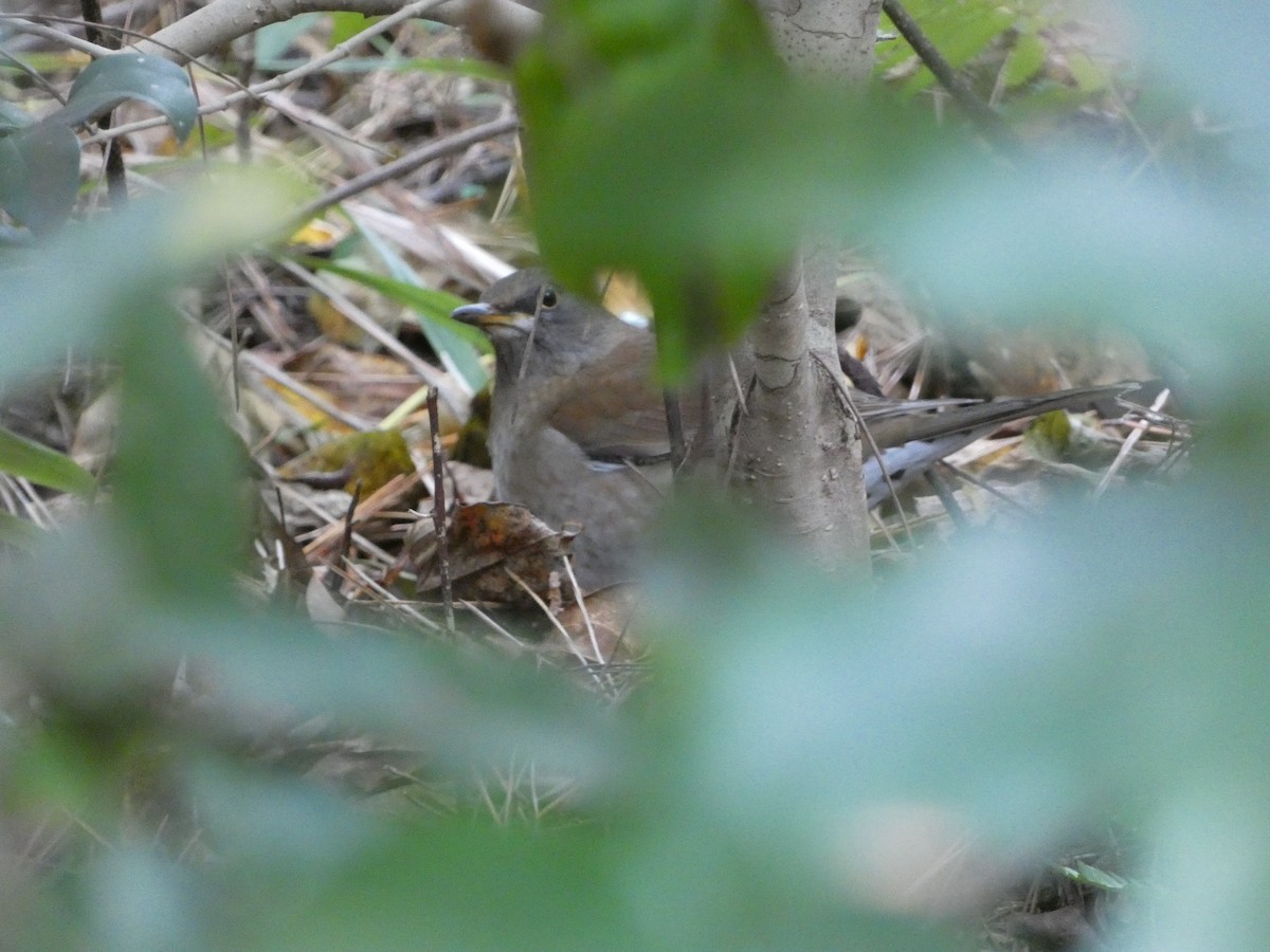 Pale Thrush - ML647882893