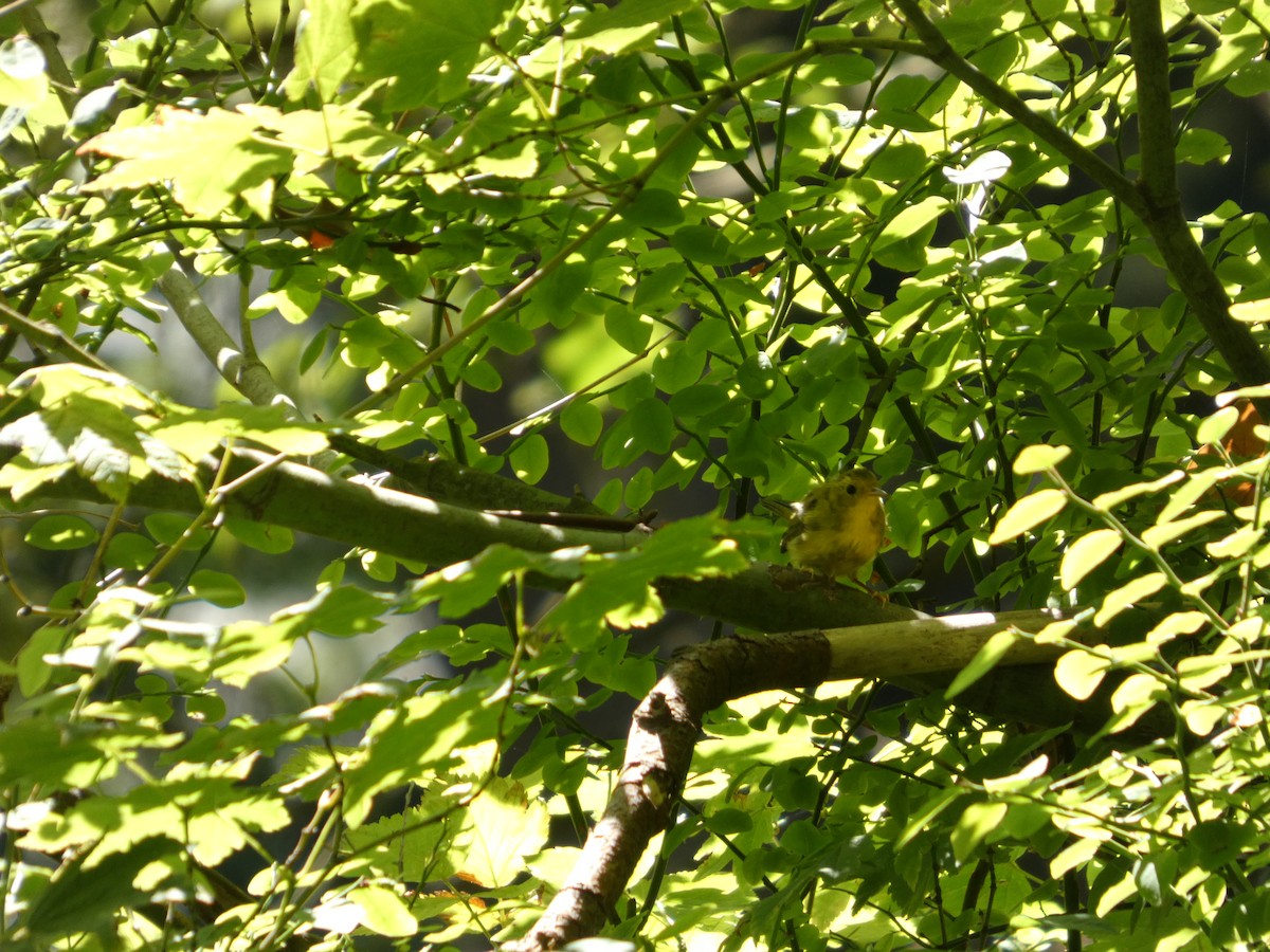 Wilson's Warbler - ML647882895