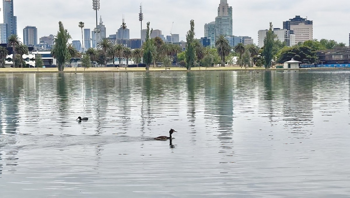 Great Crested Grebe - ML647882896