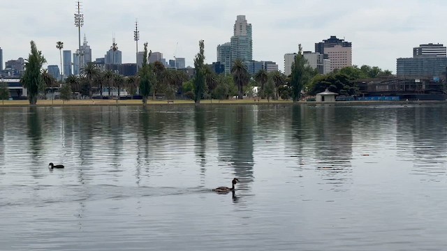 Great Crested Grebe - ML647882897