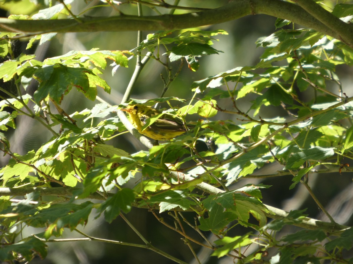 Wilson's Warbler - ML647882898