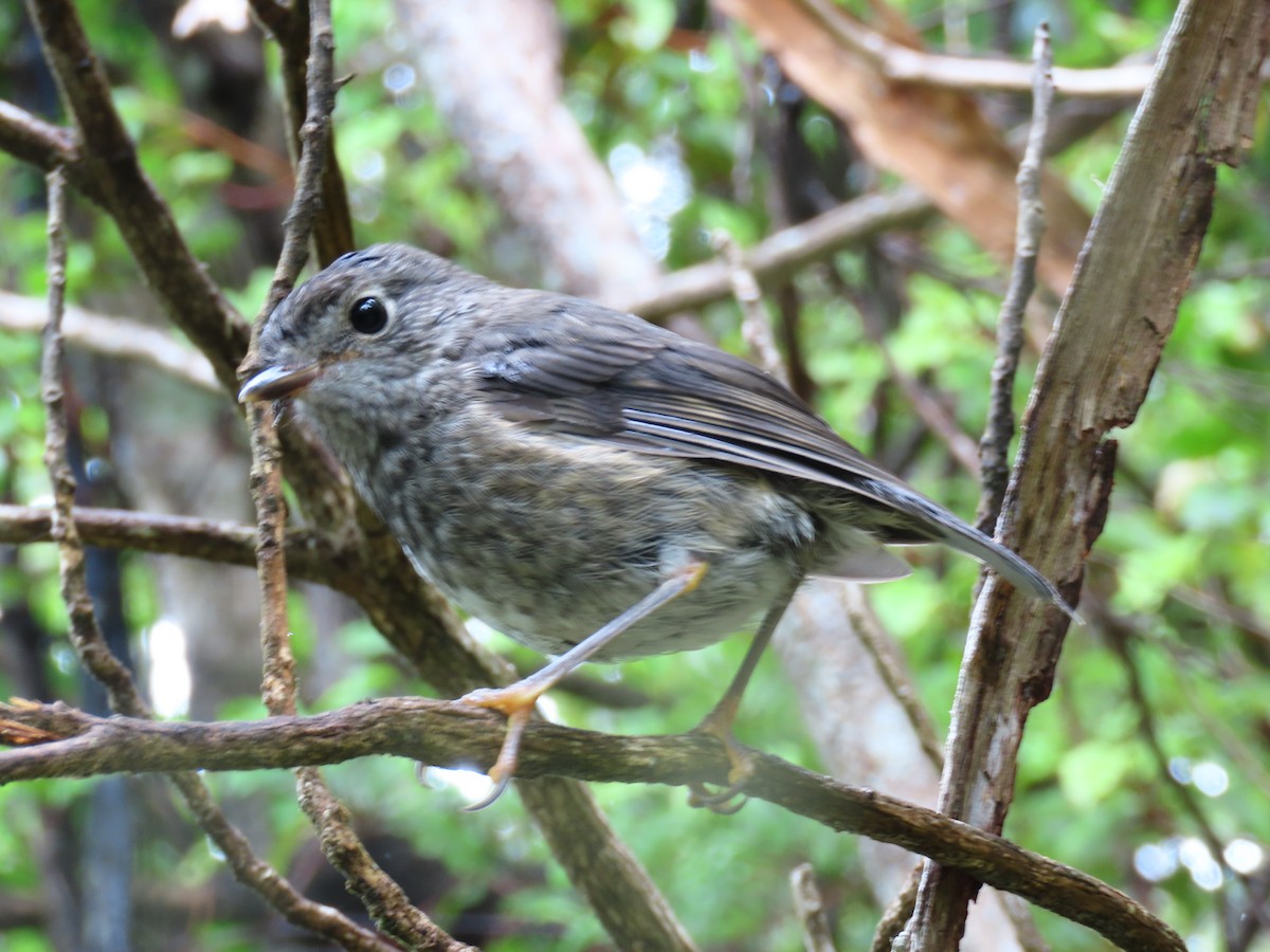 Petroica de Isla Norte - ML647882924