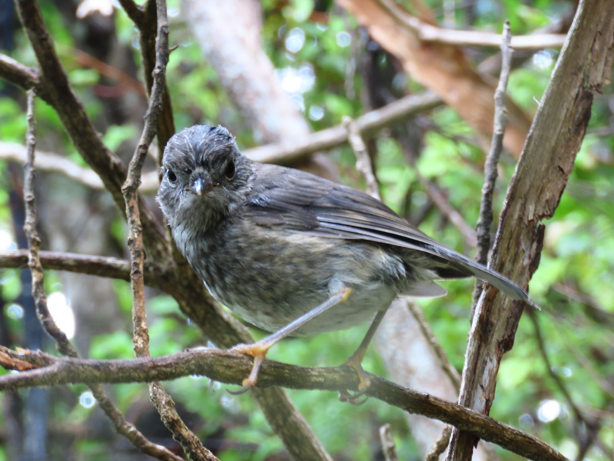 Petroica de Isla Norte - ML647882925