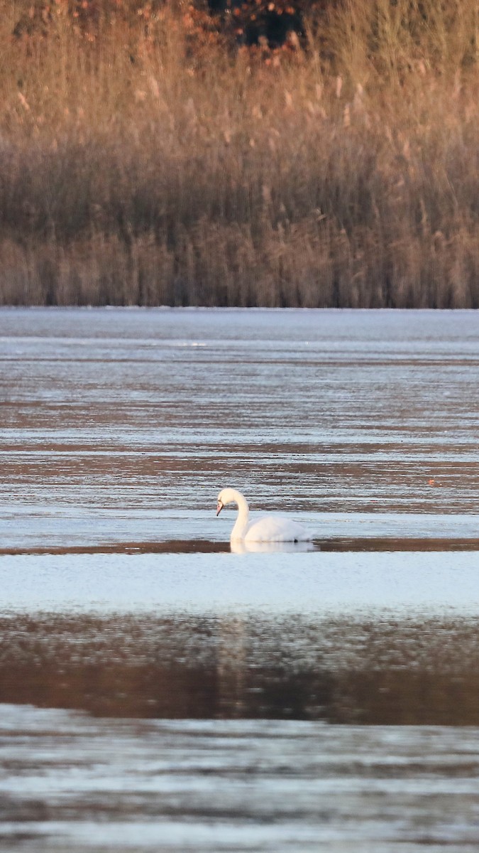 Cisne Vulgar - ML647882926