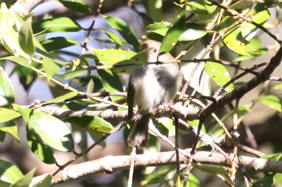 Acantiza de Tasmania - ML647882927