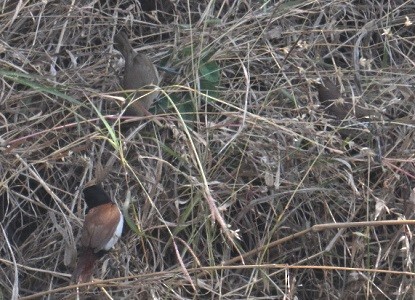 Capuchino Tricolor - ML647882928