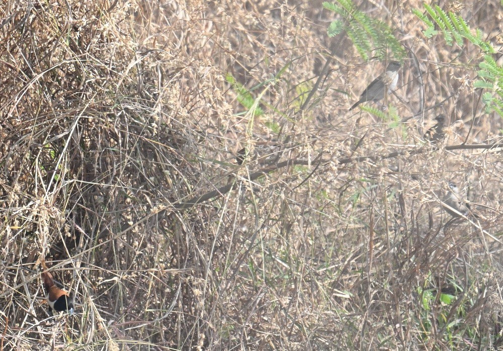 Capuchino Tricolor - ML647882929