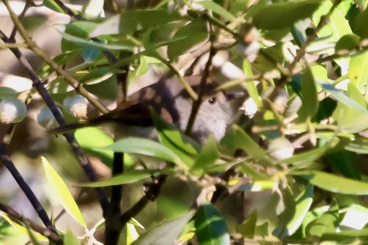 Acantiza de Tasmania - ML647882930