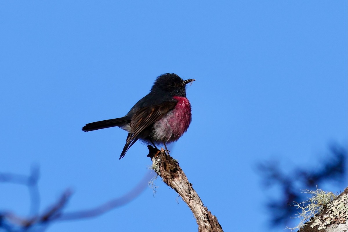 Petroica Encarnada - ML647882933