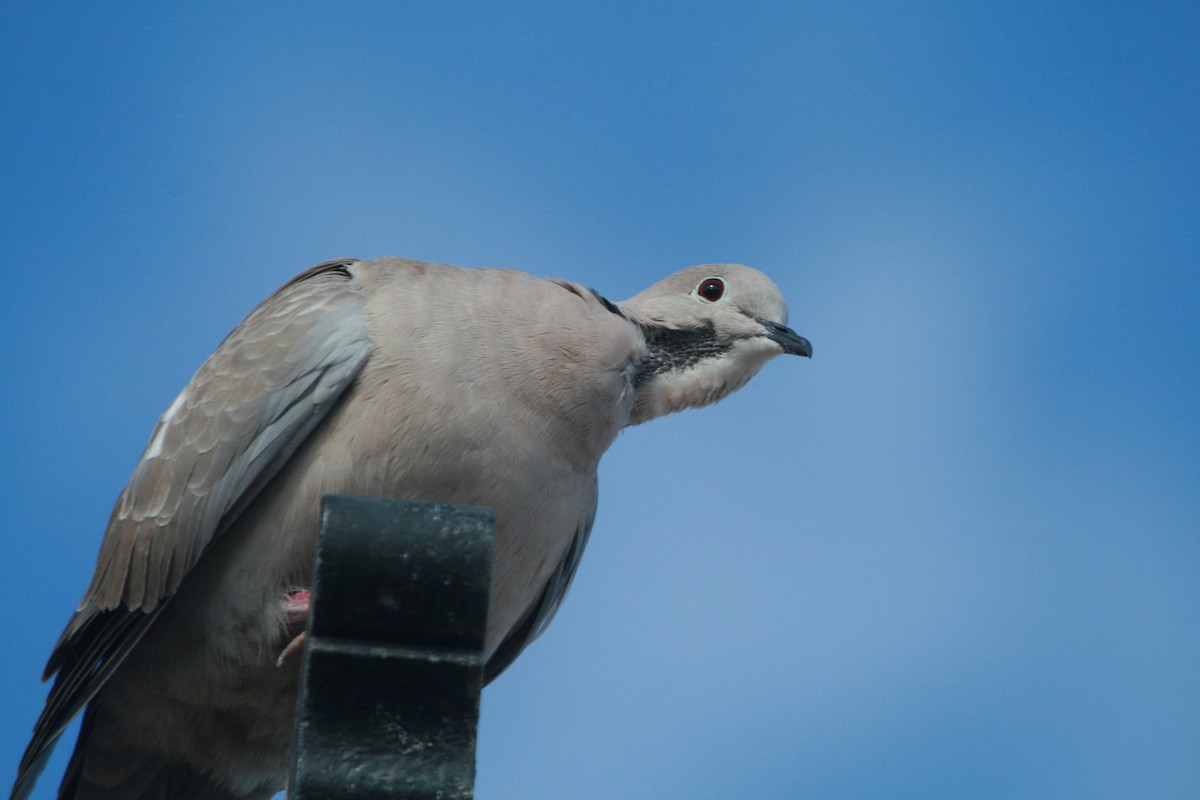 Tórtola Turca - ML647882934
