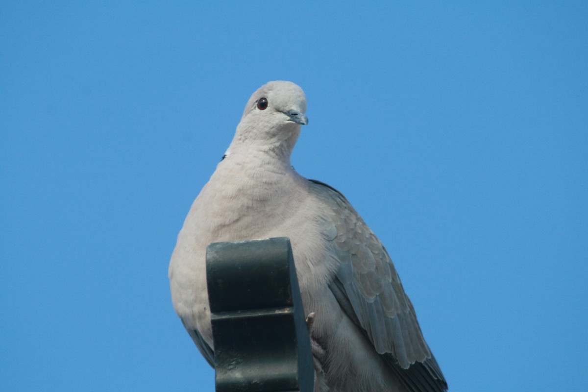 Tórtola Turca - ML647882935