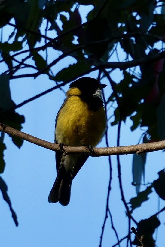 Silbador Dorado - ML647882937