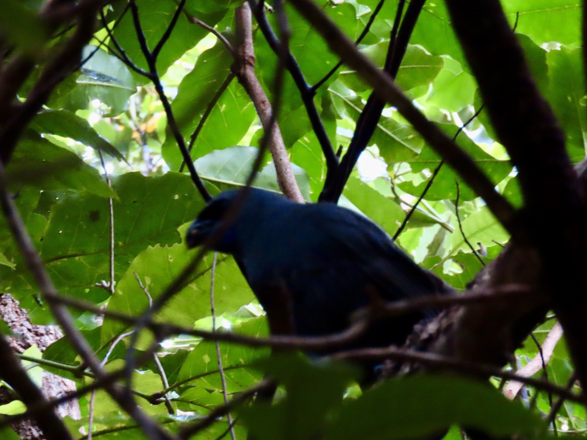 Kokako de Isla Norte - ML647882940