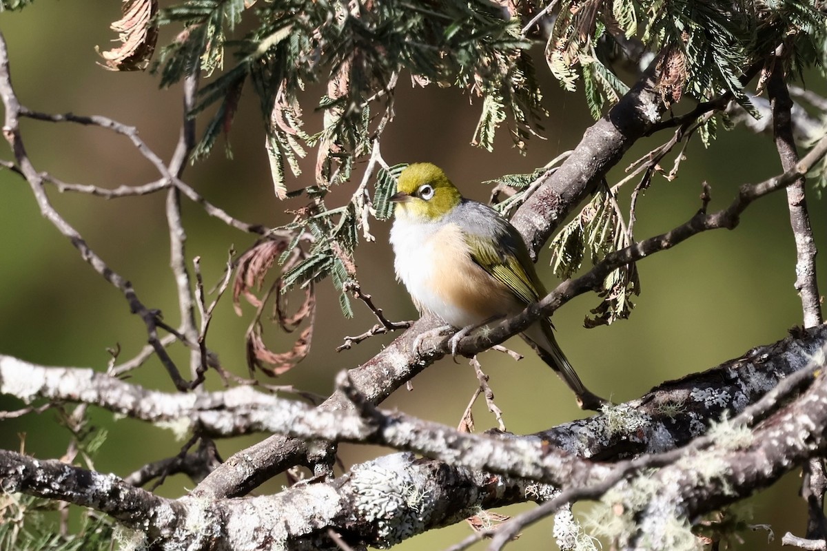 Anteojitos Dorsigrís - ML647882941