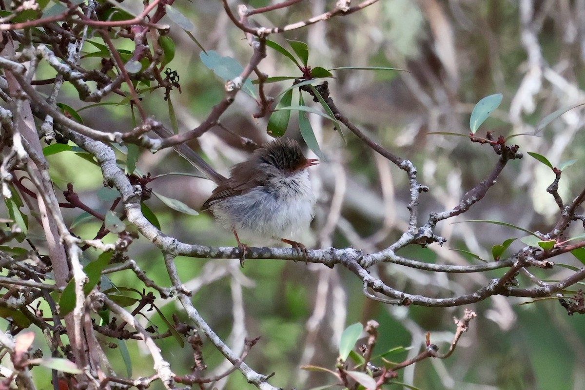 Maluro Soberbio - ML647882945