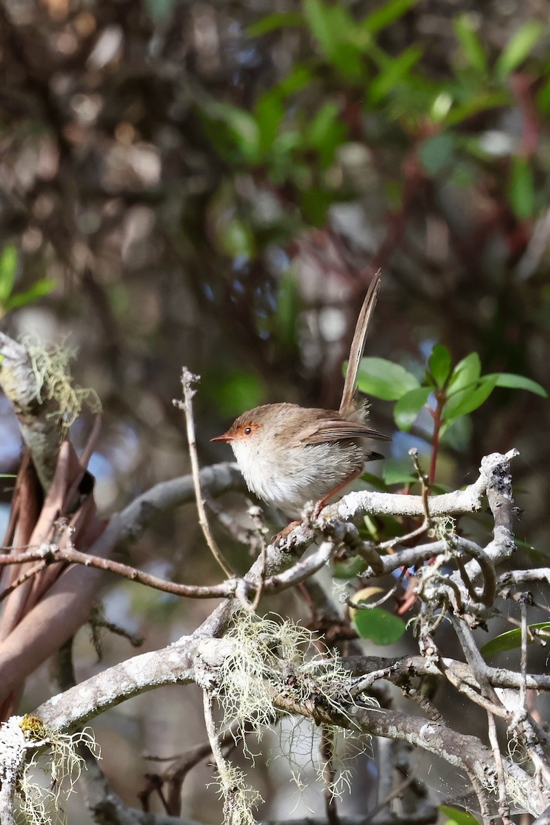 Maluro Soberbio - ML647882946